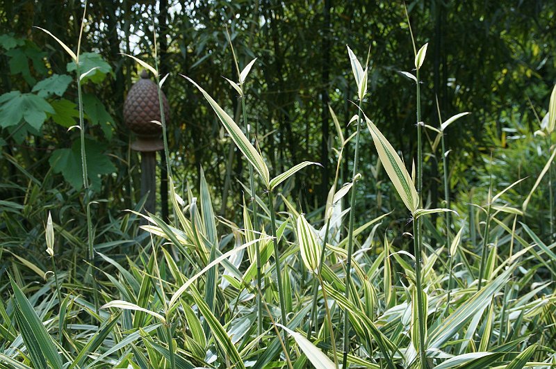 Hibanobambusa tranquillans Shiroshima